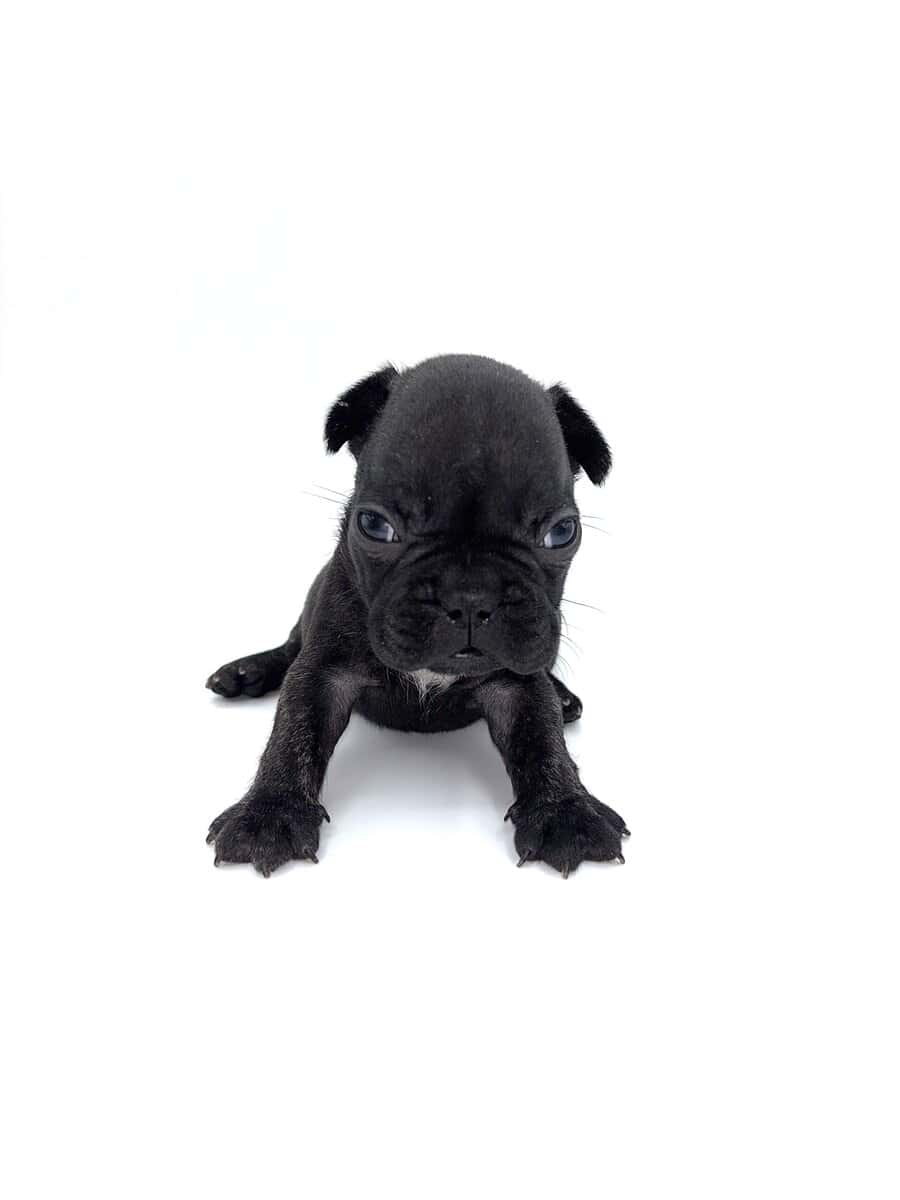 Frenchies carrying pink and fluffy image 10