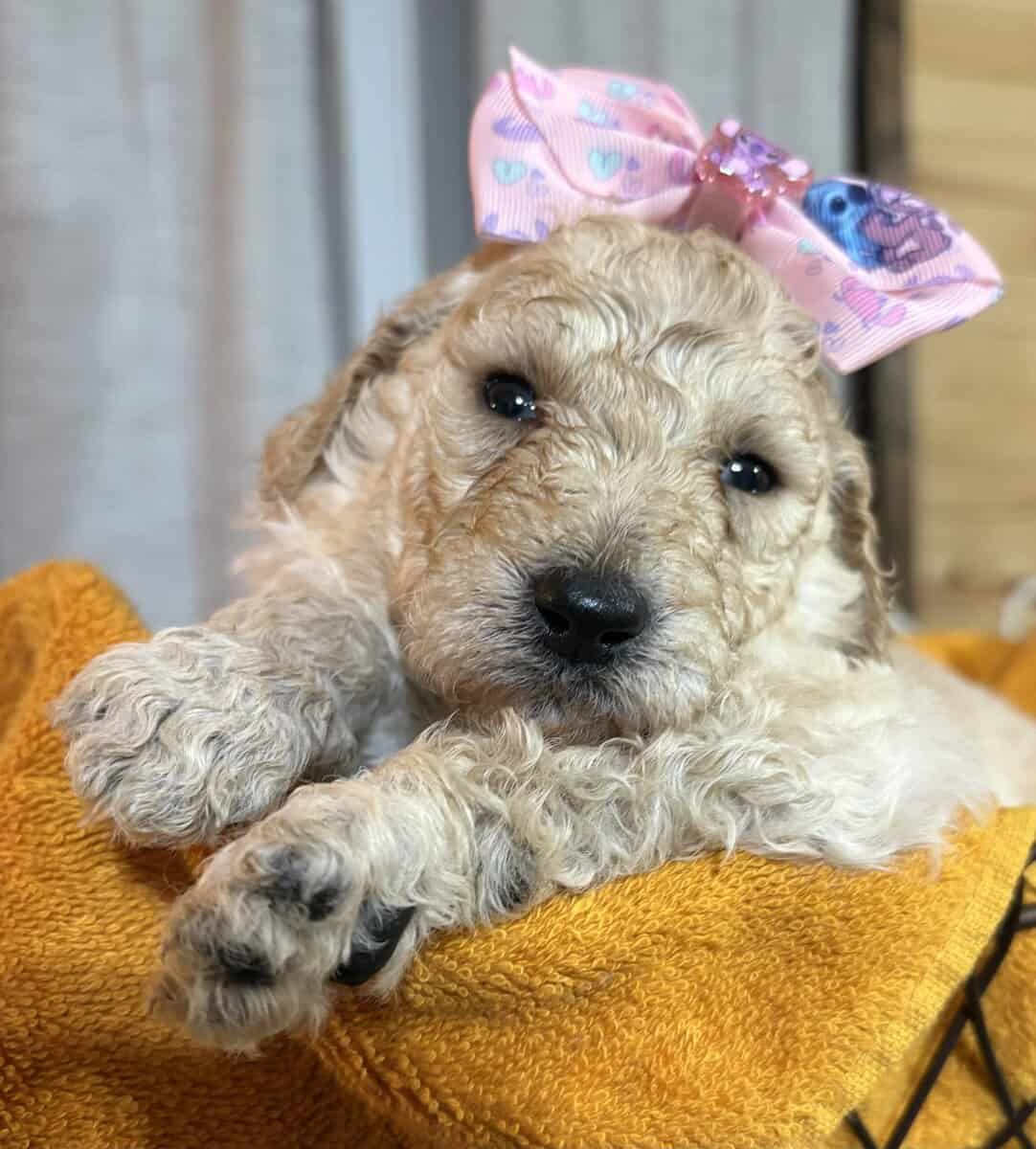 Standard poodle image 2