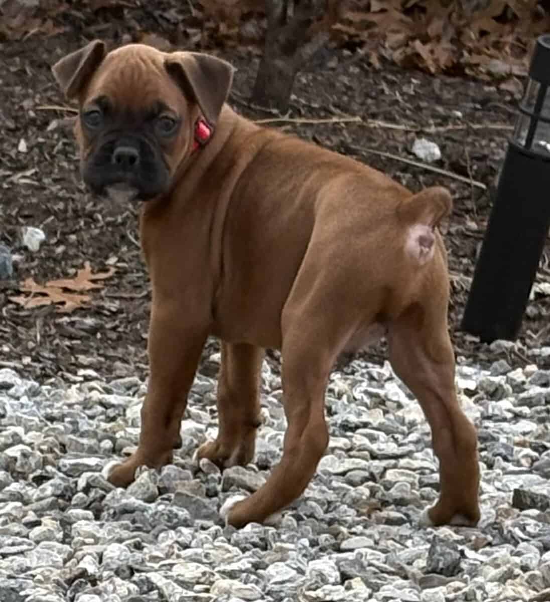 Boxer puppies image 12