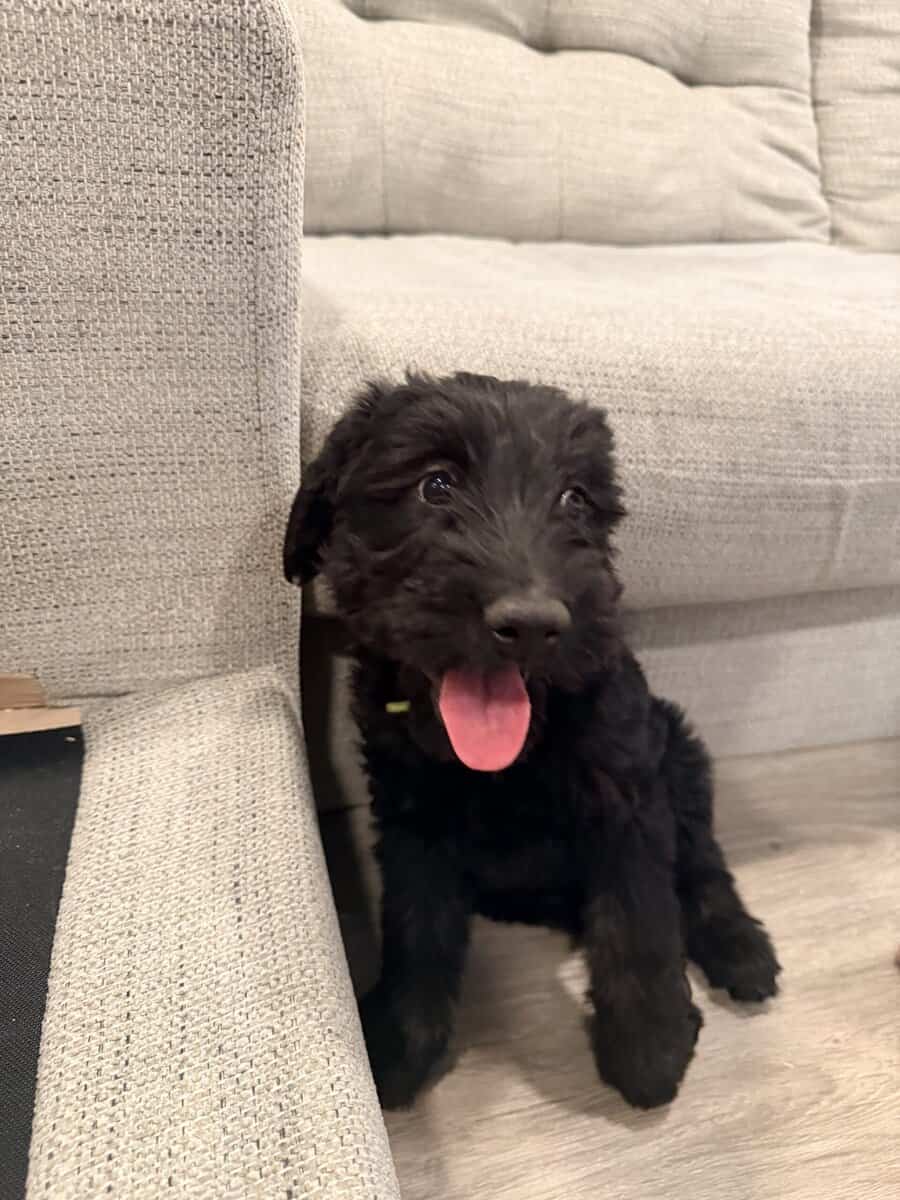Giant schnauzers image 3