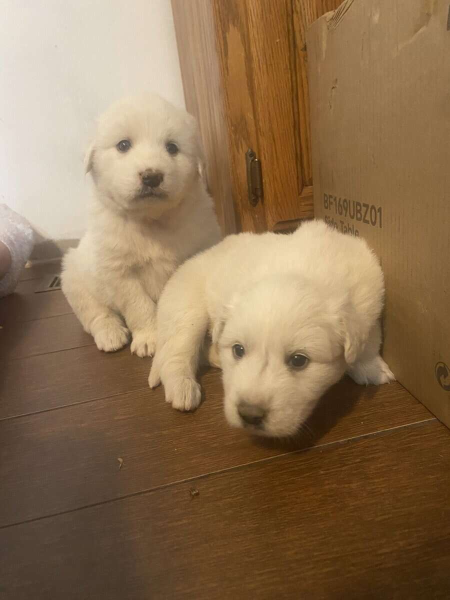 Great pyrennese puppies image 6