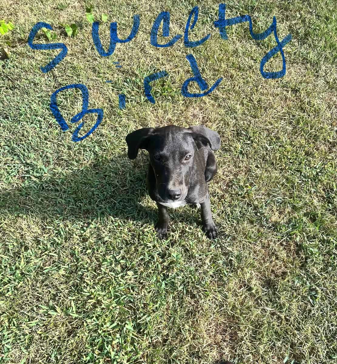 Puppies image 5