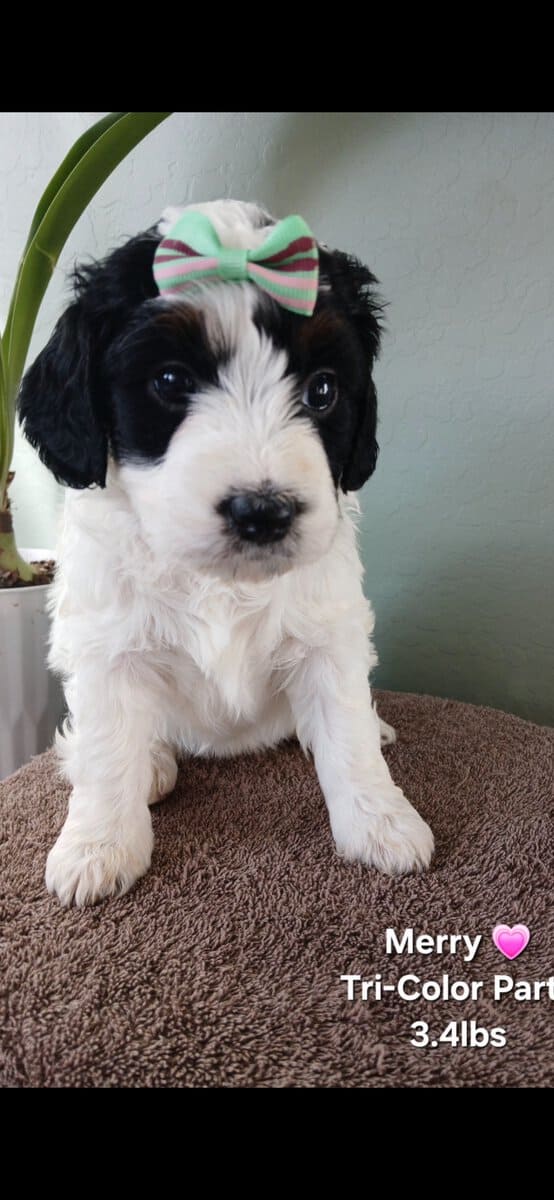 Beautiful Golden Bernedoodles image 3