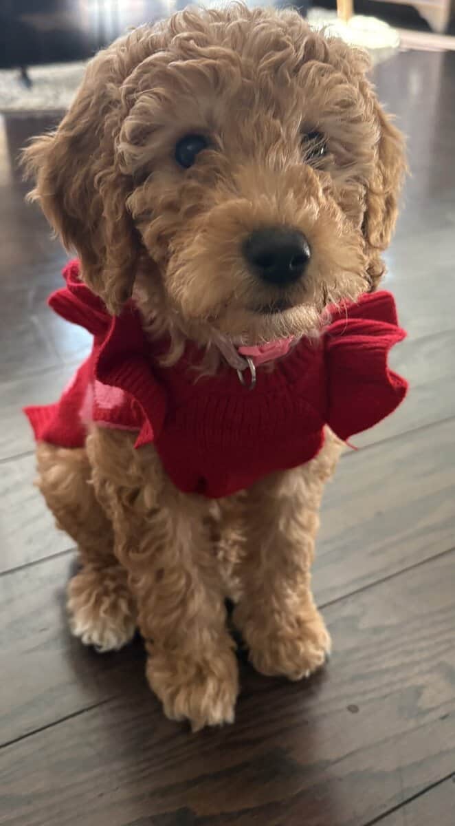 Mini female Goldendoodle image 1