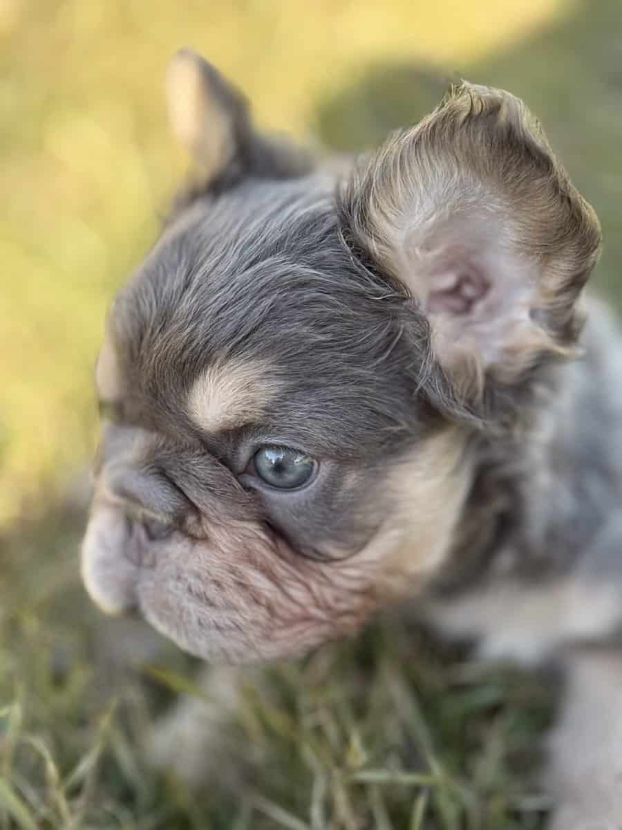 French Bulldog image 6