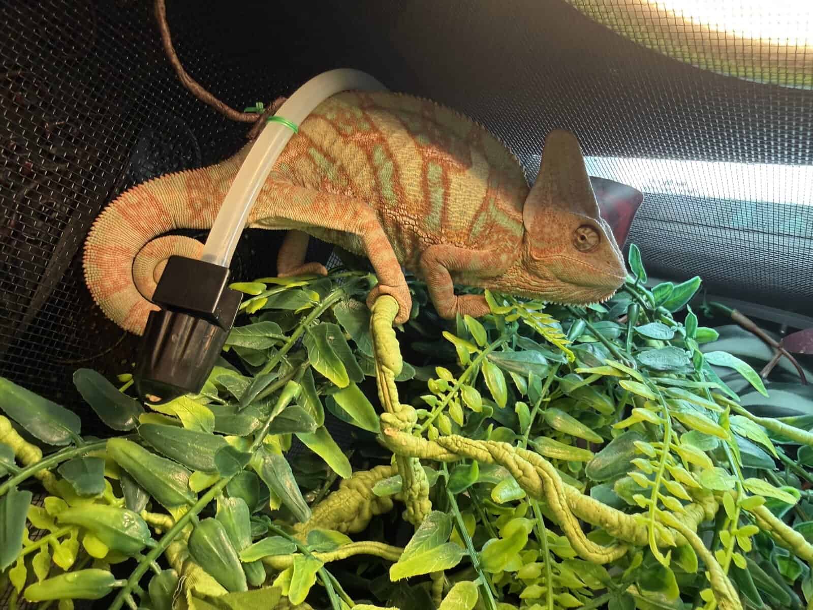 Veiled chameleon image 2