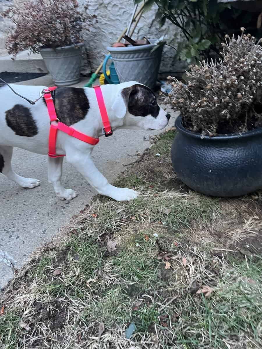 Puppy-4 month old pit/mastiff image 2