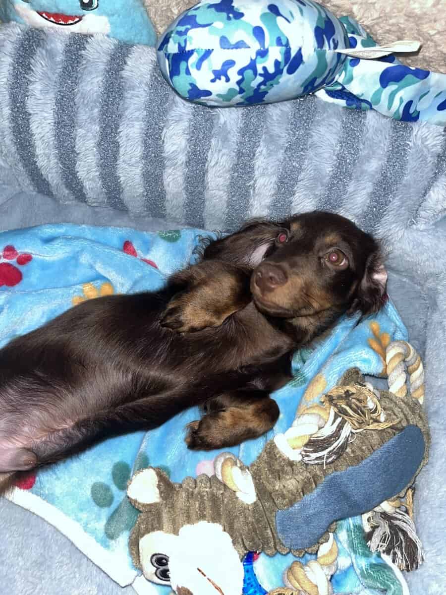 Mini Dachshund Puppy 10 months image 4
