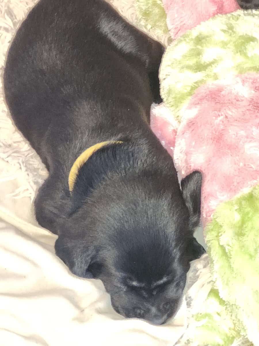 Registered Black Labrador Retriever puppies image 1
