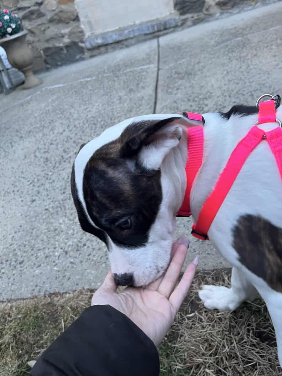 Puppy-4 month old pit/mastiff image 1