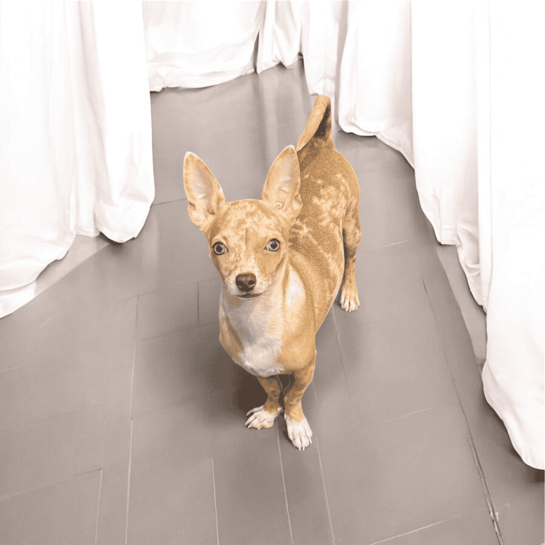Stud Chihuahua Merle Lilac Merle Fawn image 2