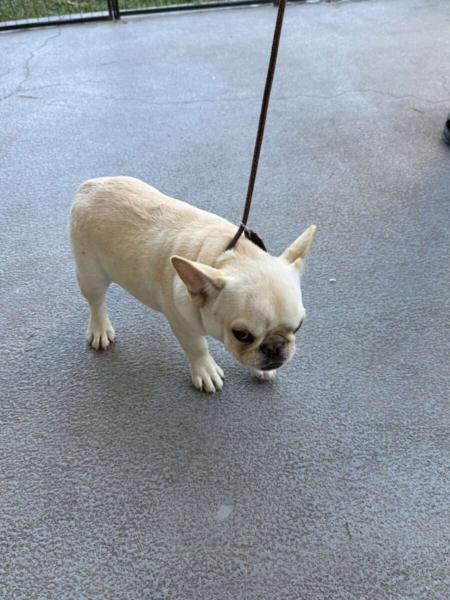 4 MONTHS FEMALE PUPPY FAWN FRENCH BULLDOG image 5