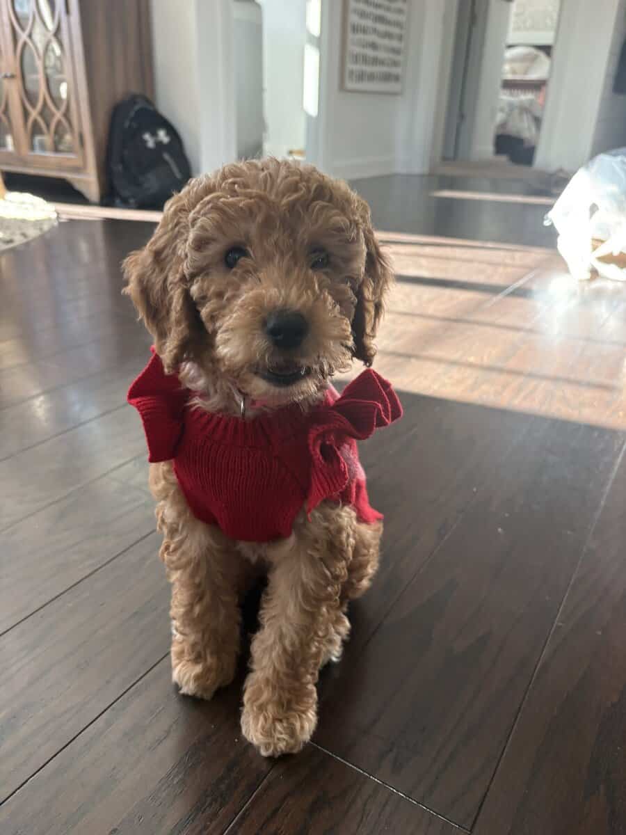 Mini female Goldendoodle image 3