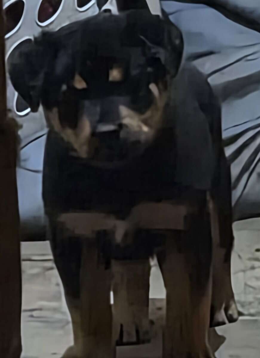 Shepweiler image 1