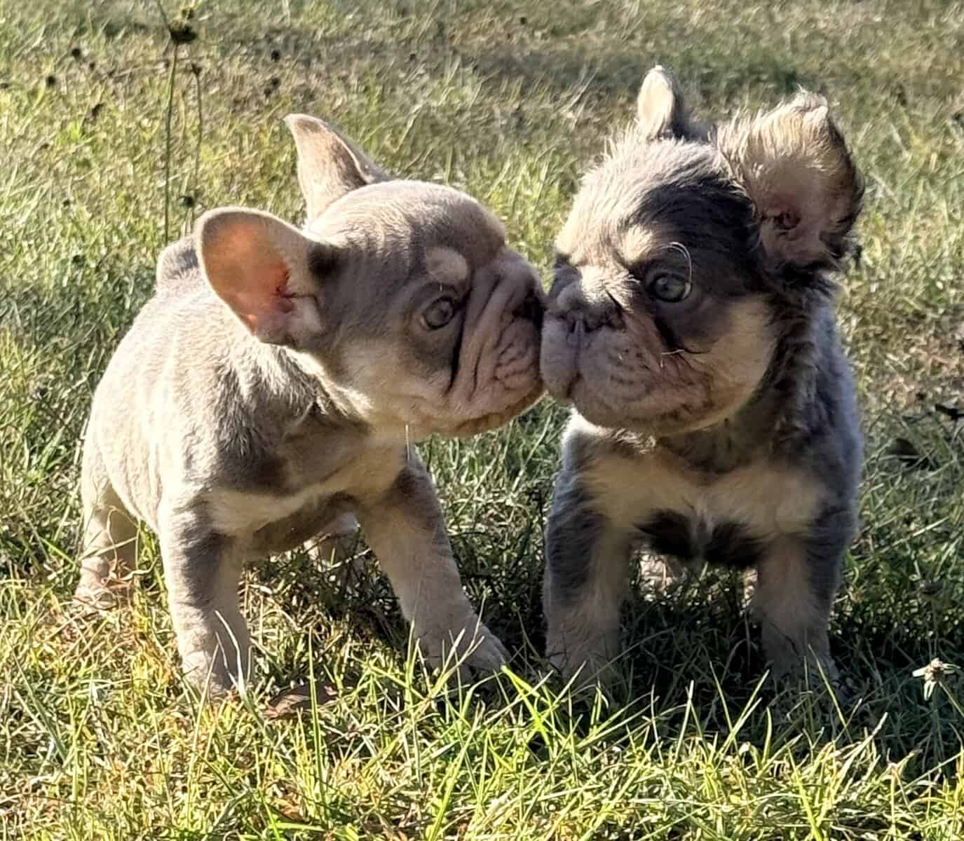 French Bulldog image 4
