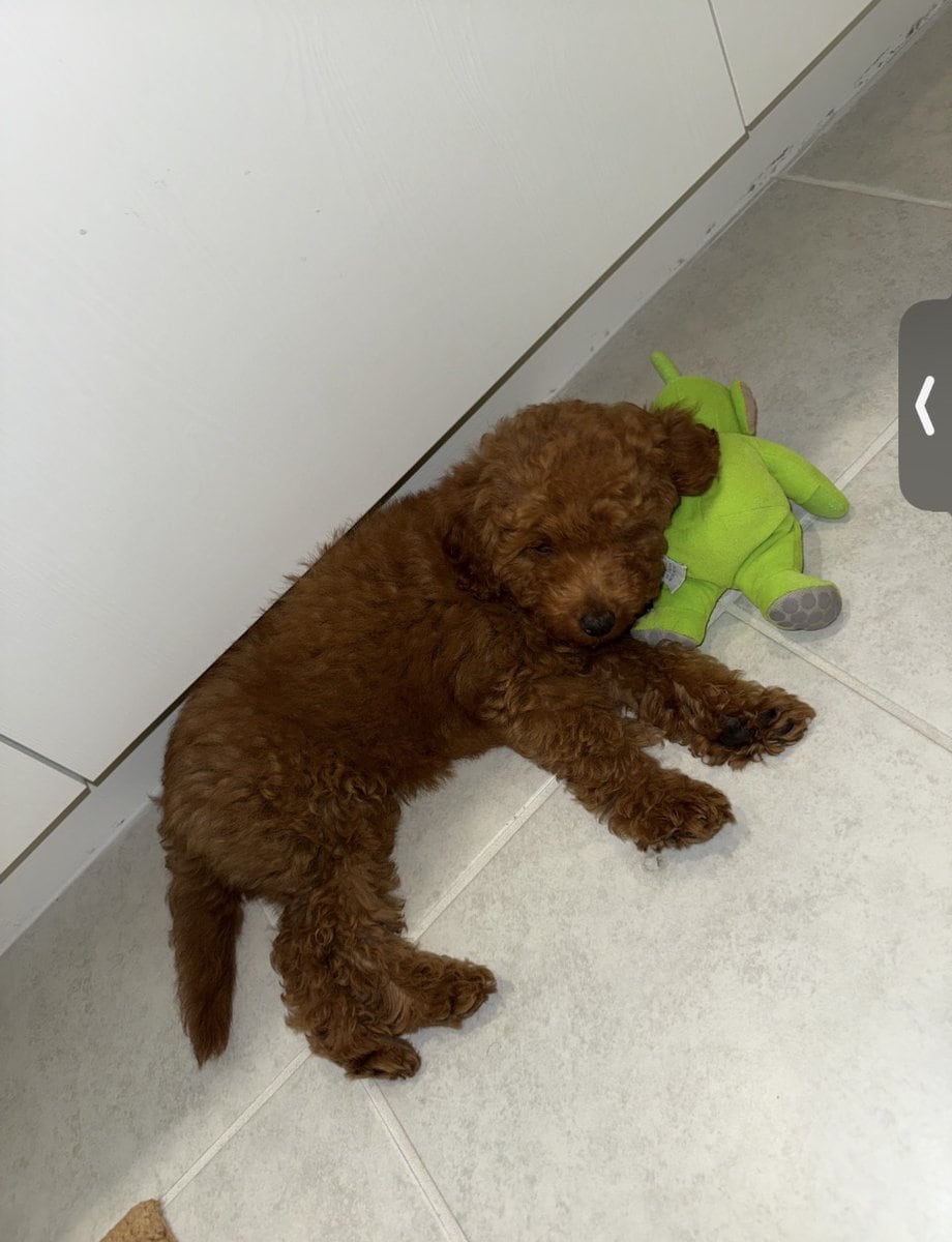 Mini Goldendoodle image 2