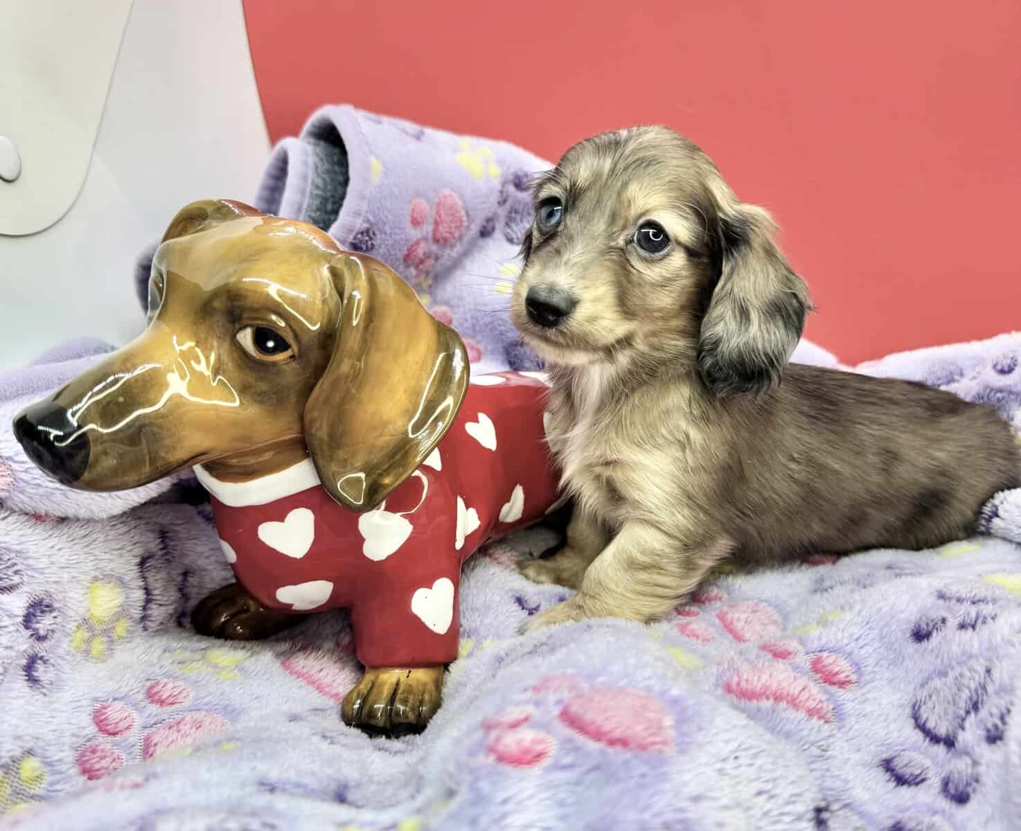 Champion bred dachshund puppies-Import line AKC image 15