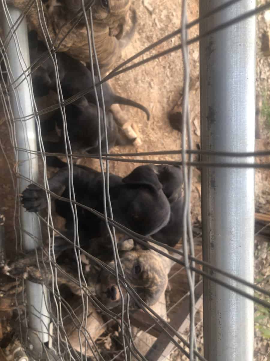 Cane corso puppies for sale image 2