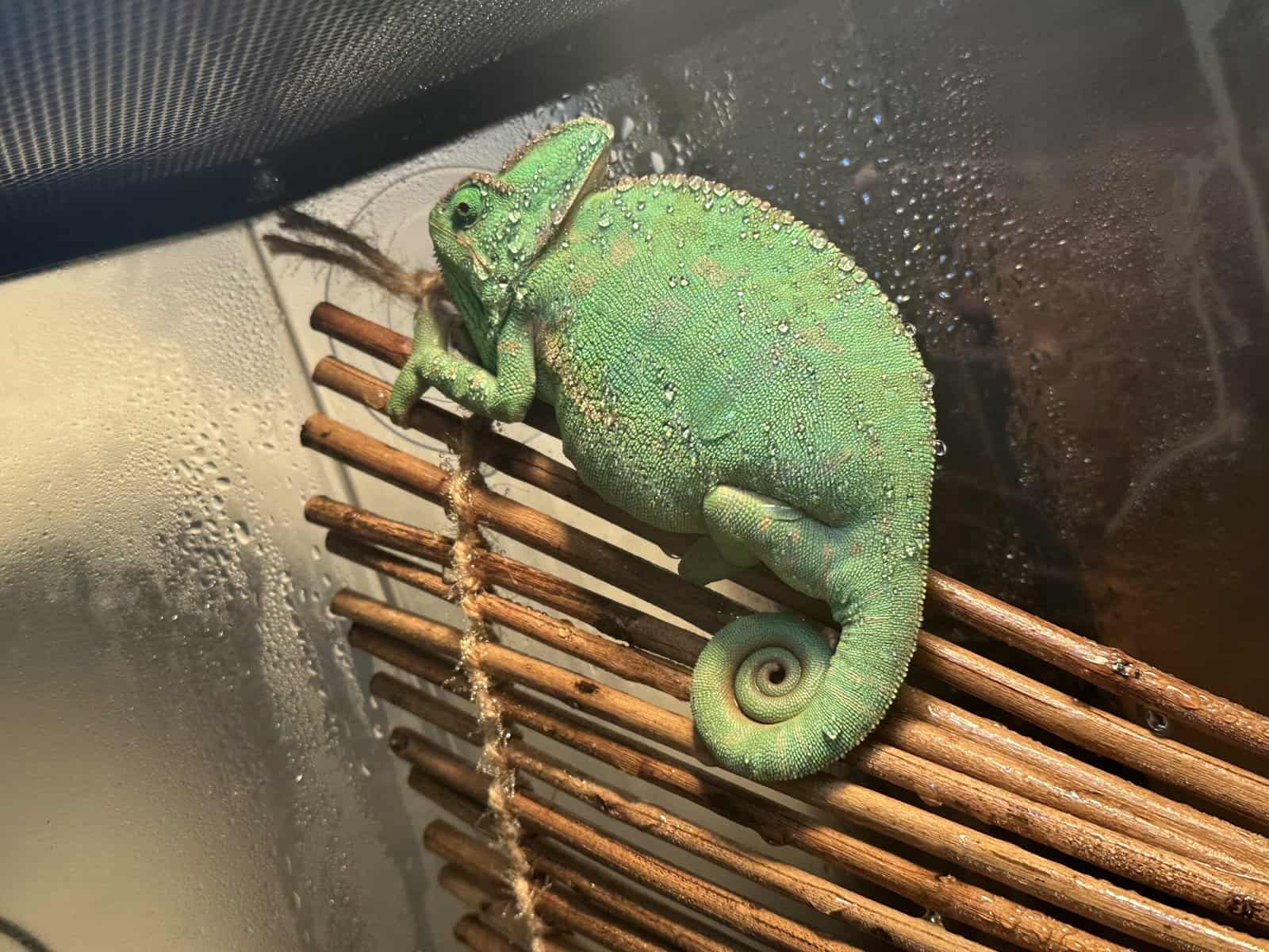 Chameleon and enclosure image 1