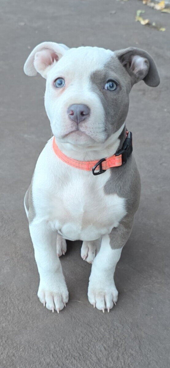 4 month beautiful American Staff Terrier image 3