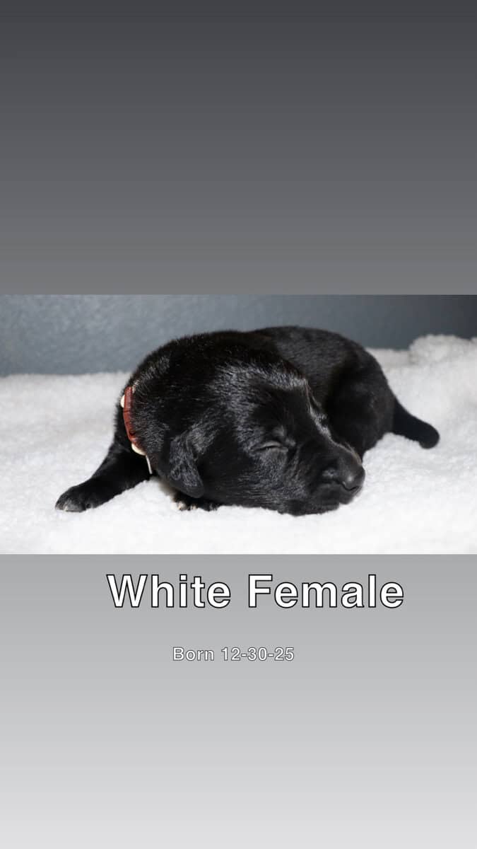 Puppies for sale image 9