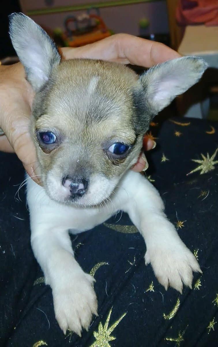 Stunning different colors merle piebald male chihu image 1