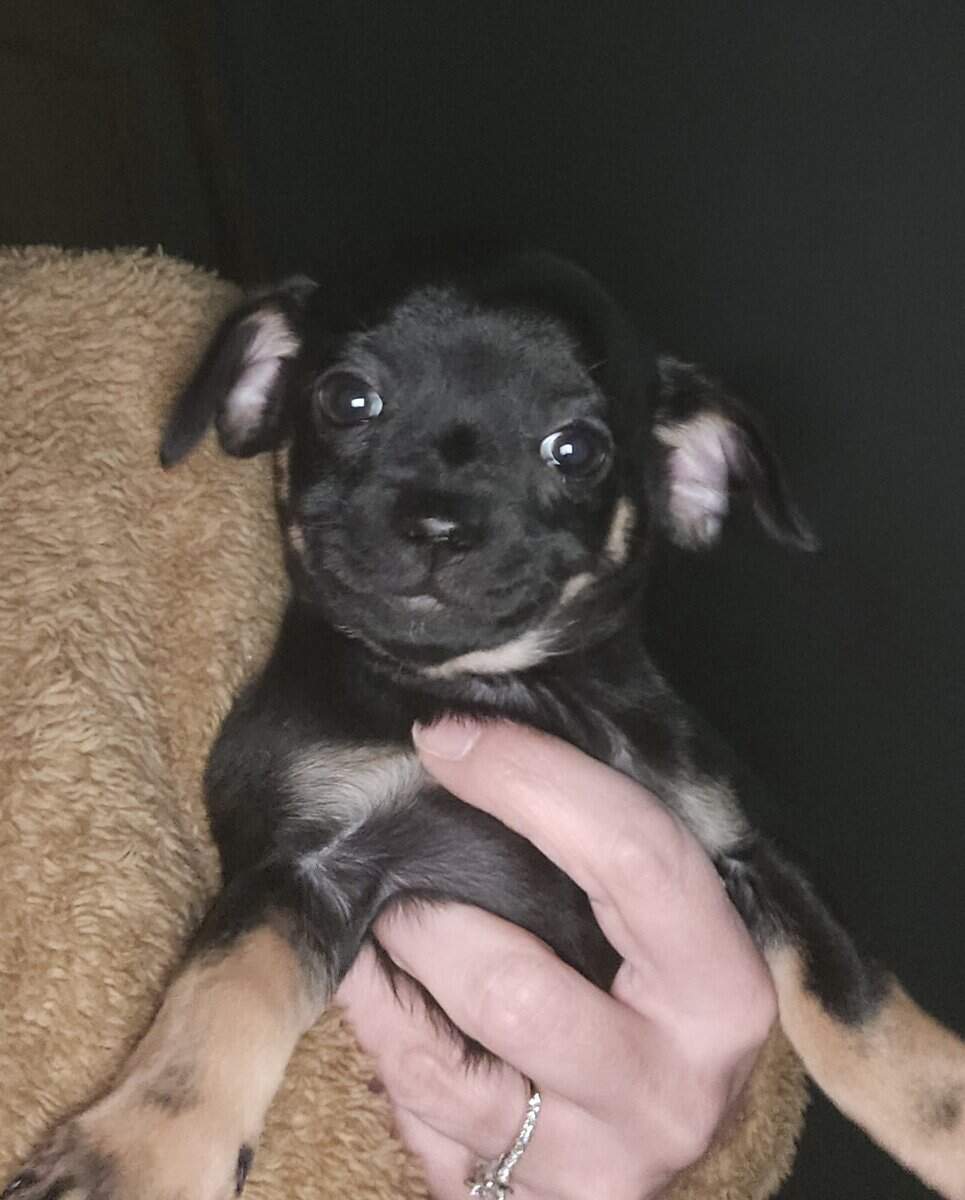 chihuahua 2 girl pups left ready to go! image 1