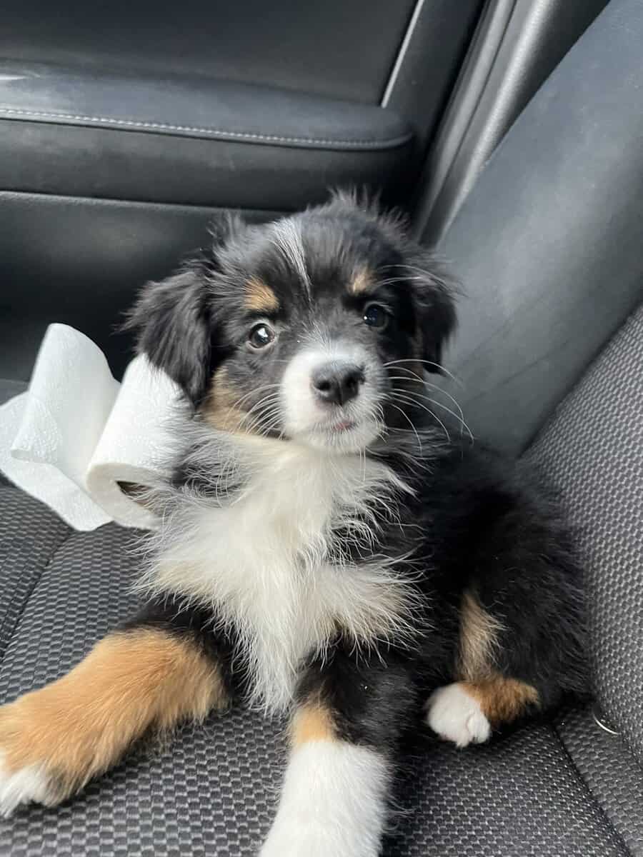 Mini Australian Shepherd Puppy for sale image 1