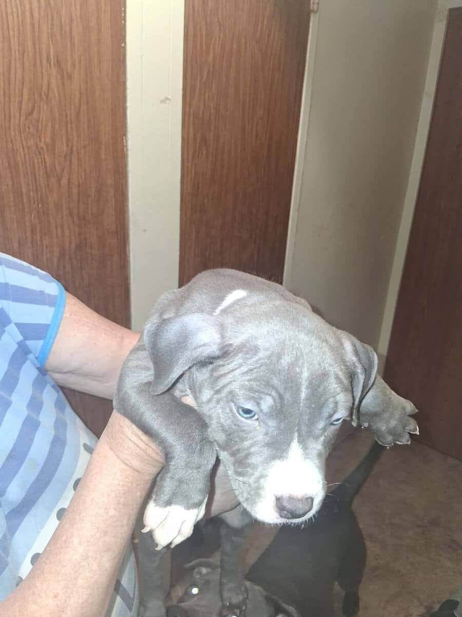 Male/female bluenose pitbull puppies. image 2
