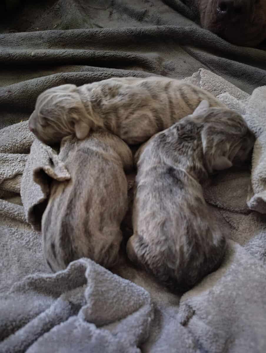 Blue Corso puppies image 1
