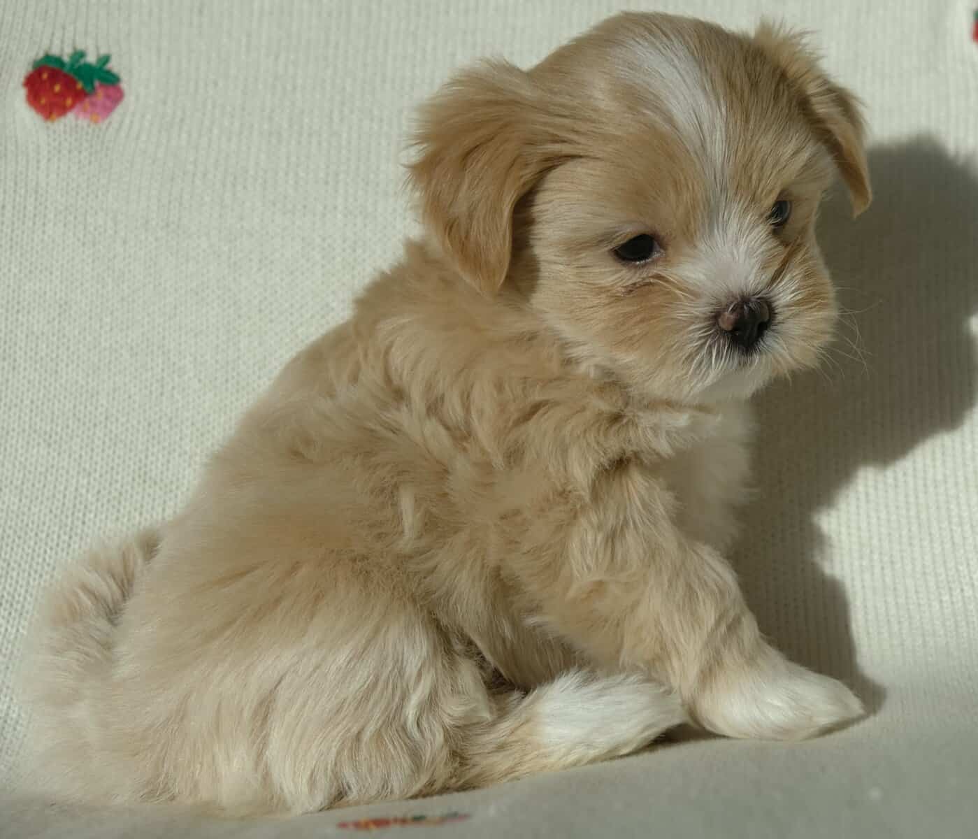 Honey, tiny malshi! image 2