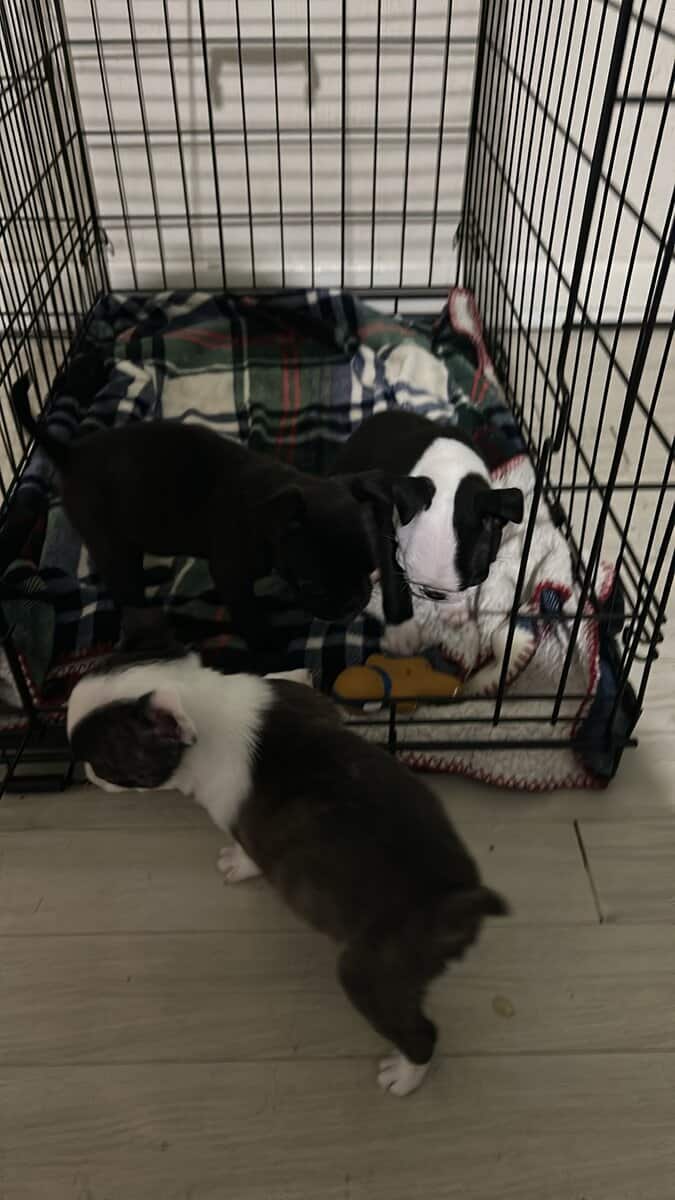 Bugg Puppies image 12