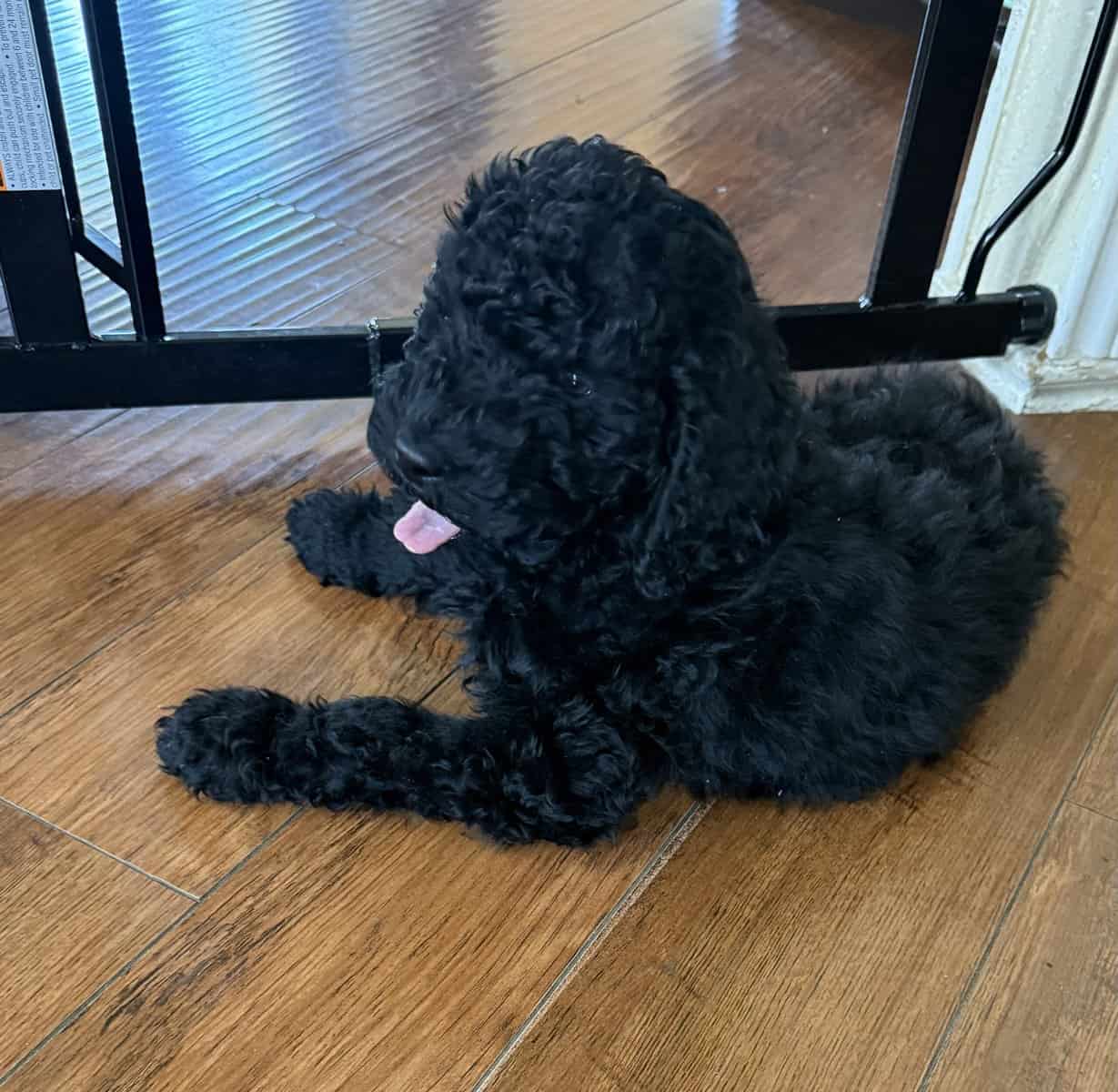 Black, male golden doodle image 1