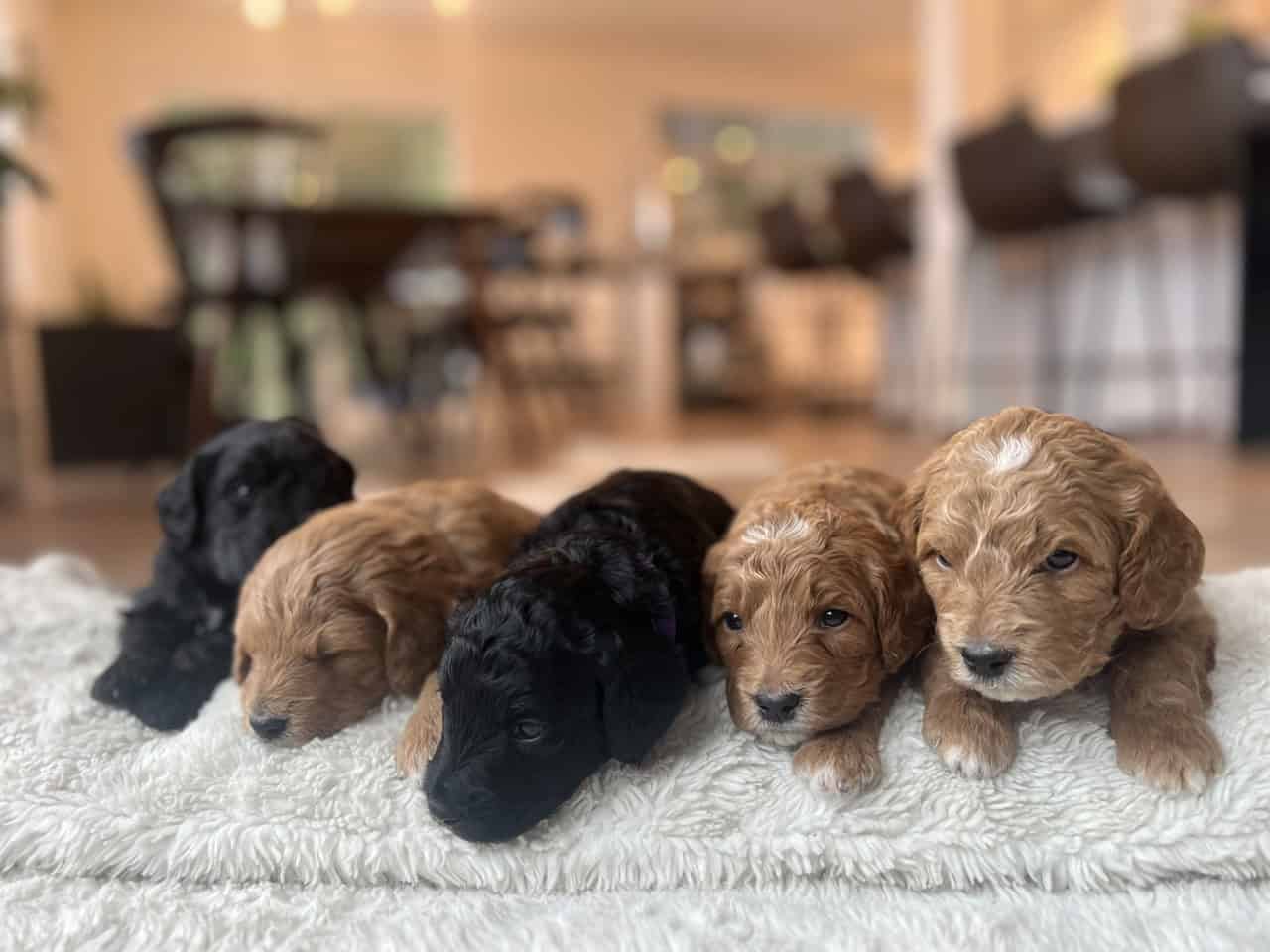 Min1 F1B GOLDEN DOODLE image 2