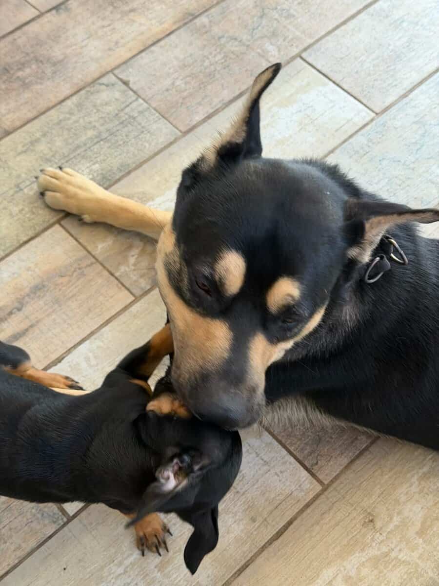 1.5 yo Male Germon Shepard Rottweiler mix image 3