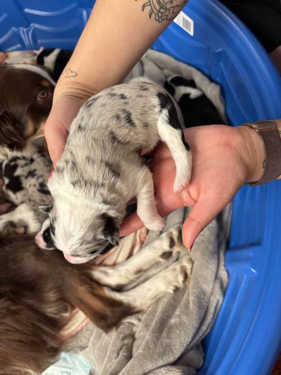 Australian Shepherd Puppies image 15