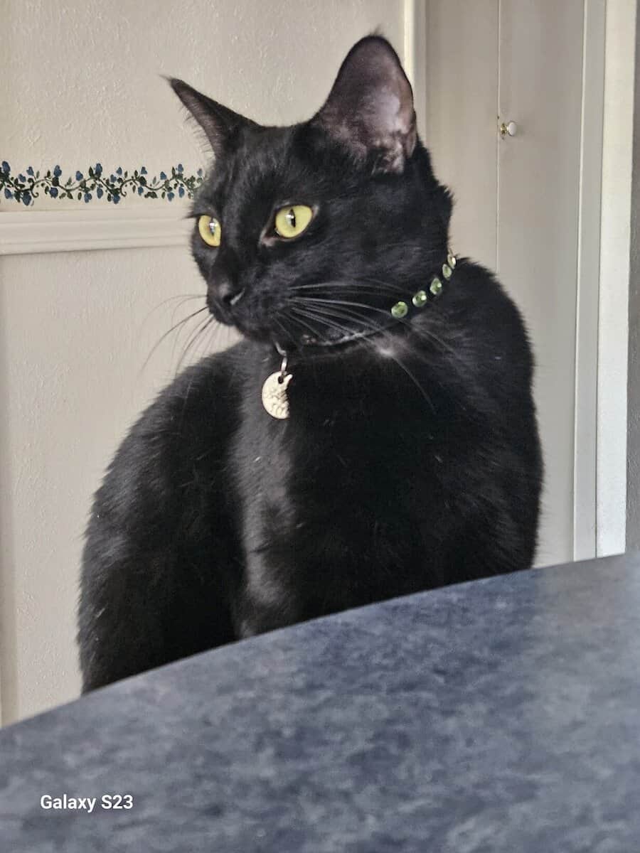 Beautiful soul kitty, comes with litter robot, etc image 4