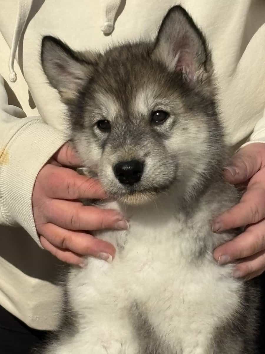 ⭐️ Alaskan Malamute Puppy – Violet image 4