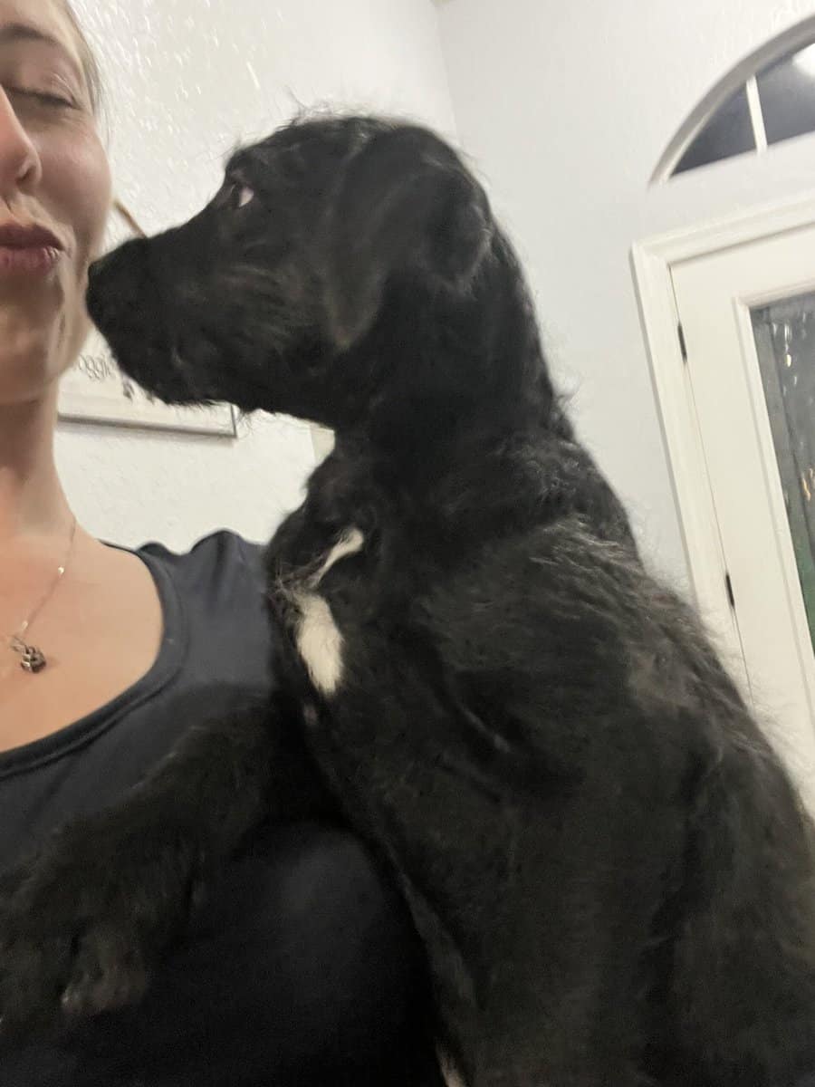 Cane Corso - Standard Poodle “Canoodles” image 3