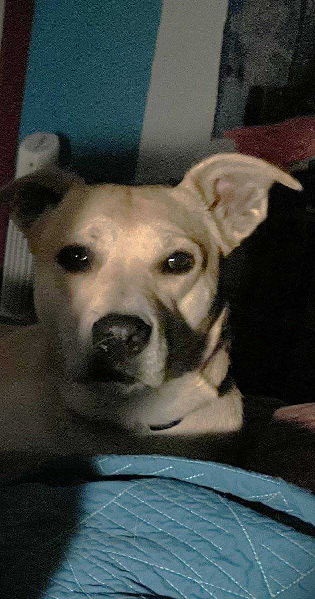 Zoey is looking for you! image 2