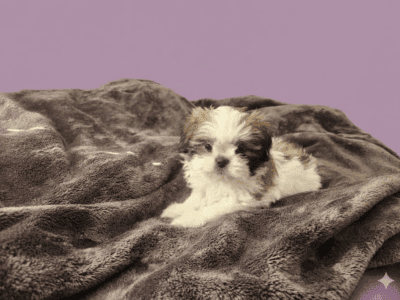 Shihtzu puppies