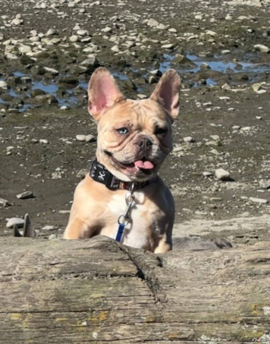 Selling our beautiful 3 year old French bulldog image 5