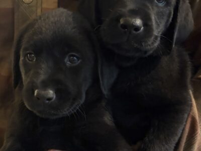 Black Labrador puppies ready to go home with you!