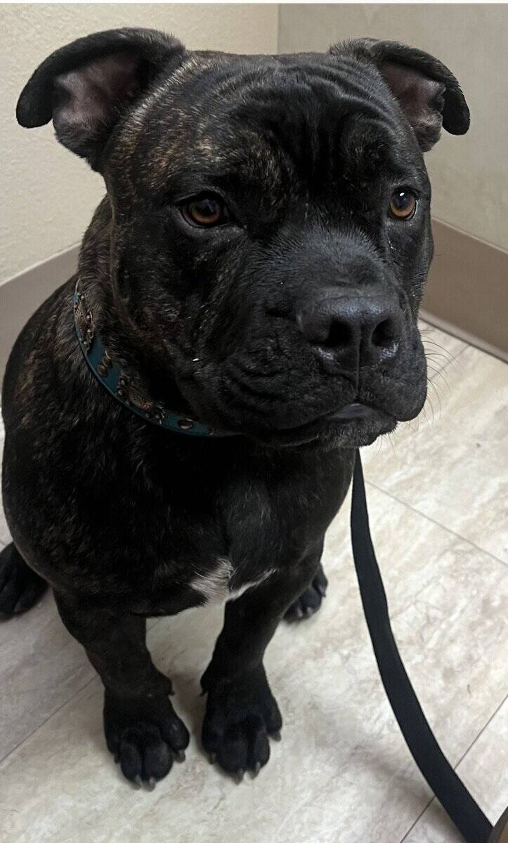 re home 8 month pit bull image 3