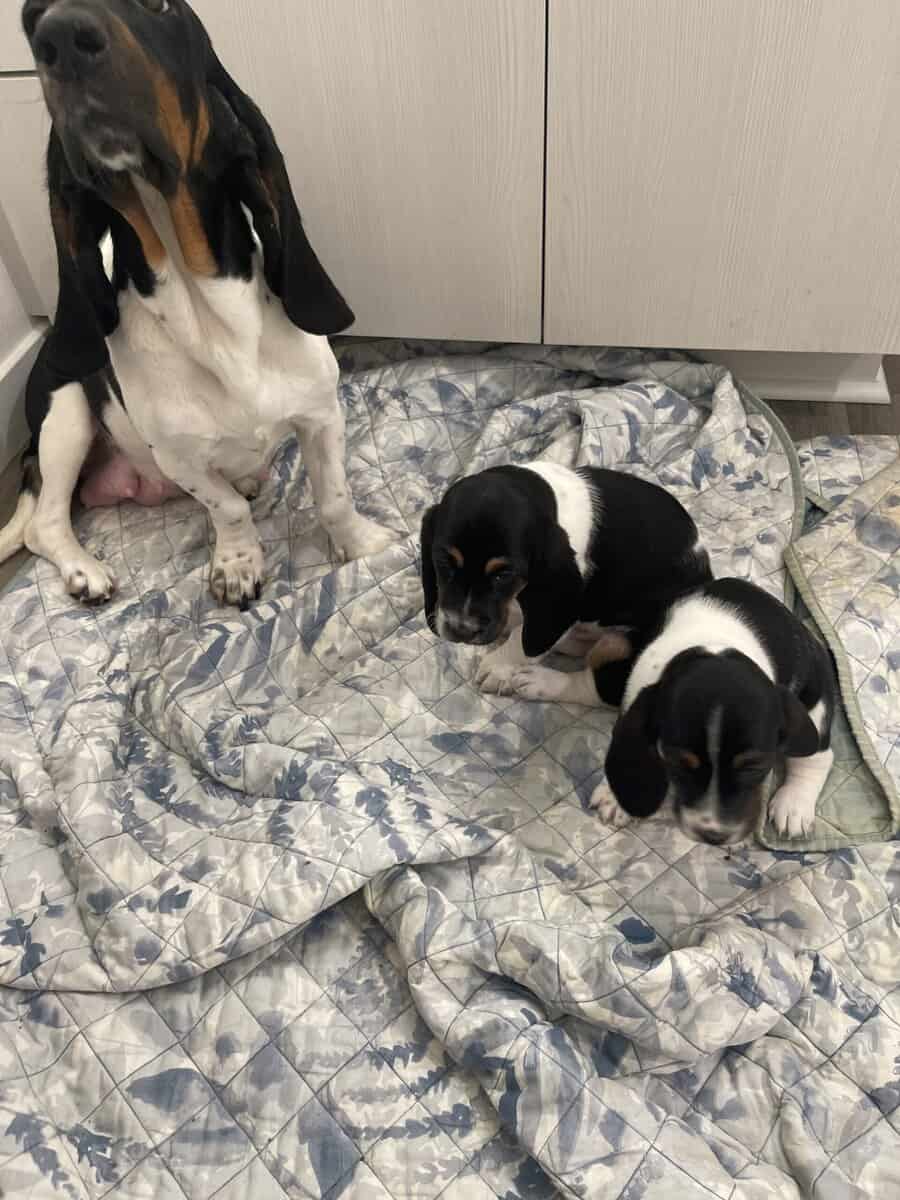 Bassett Hound Puppies image 2