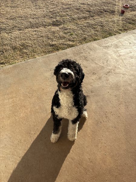 Bernedoodle for sale image 1