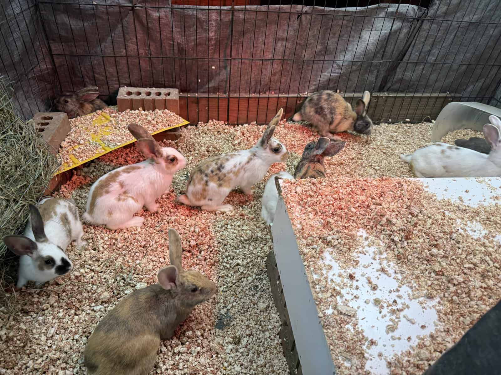 New Zealand Bunny Kits — Sweet, Chunky, & Ready No image 8