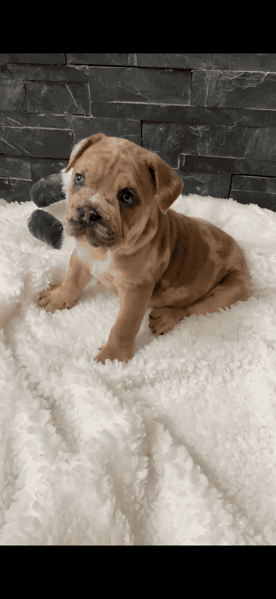 Merle mastiff puppies Chicago Illinois image 9