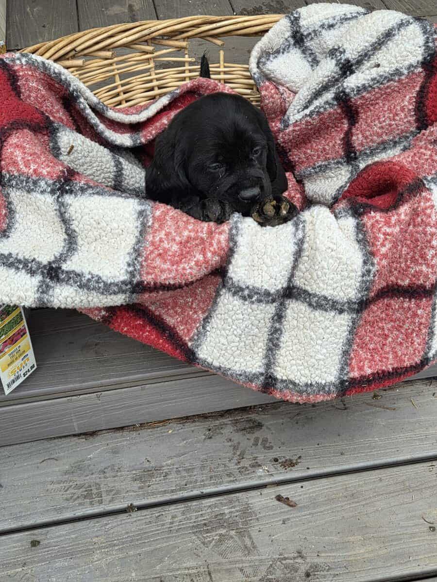 Labrador/Cocker Spaniel Puppies image 6