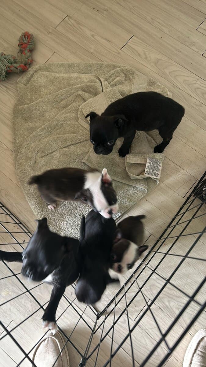 Bugg Puppies image 4